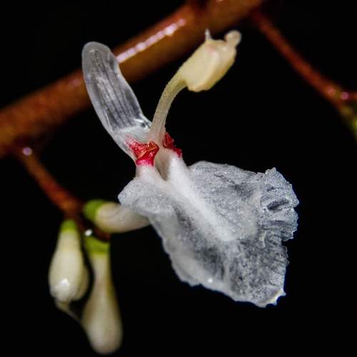 Alpinia intermedia iNat (2)
