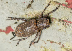 Prosoplus bankii