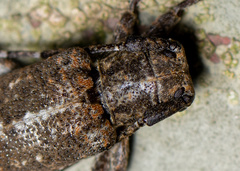 Prosoplus bankii
