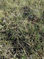 Bouteloua dactyloides