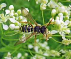 Nomada goodeniana