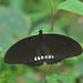 Papilio castor - Photo (c) Peter Ericsson, algunos derechos reservados (CC BY-NC), subido por Peter Ericsson