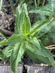 Campanula bononiensis