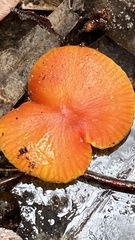 Hygrocybe xanthopoda