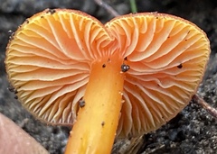 Hygrocybe xanthopoda