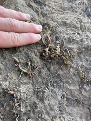 Dudleya parva