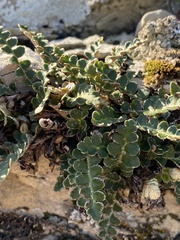 Asplenium ceterach ceterach
