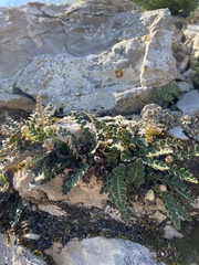 Asplenium ceterach ceterach