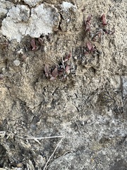 Dudleya parva