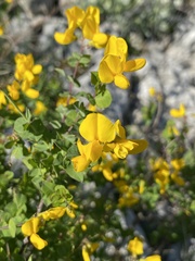 Cytisophyllum