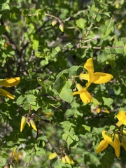 Cytisophyllum