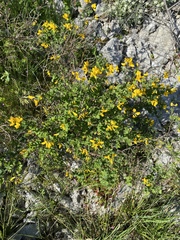 Cytisophyllum