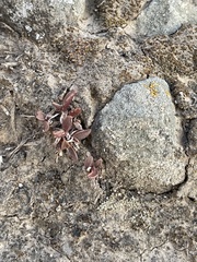 Dudleya parva