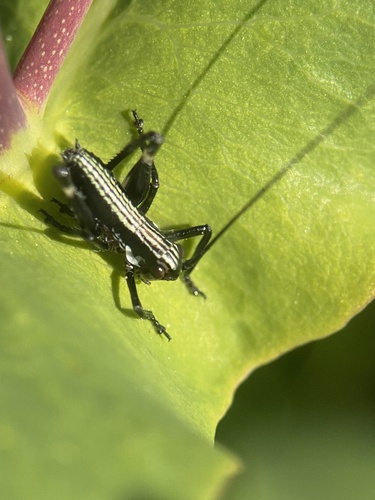 French Mountain Bush-cricket