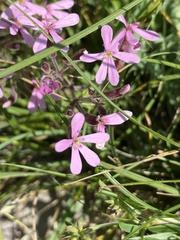Saponaria