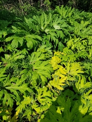 Heracleum mantegazzianum