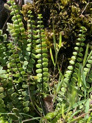 Asplenium trichomanes quadrivalens