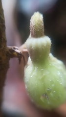 Aristolochia panamensis