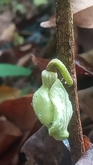 Aristolochia panamensis