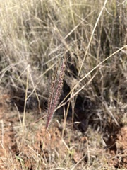 Dichanthium setosum