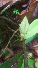 Aristolochia panamensis