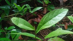 Aristolochia panamensis