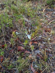 Praecoxanthus aphyllus