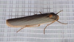 Sozusa scutellata