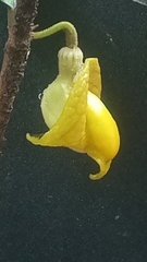 Aristolochia panamensis