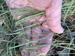 Bouteloua dactyloides