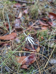 Praecoxanthus aphyllus