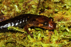 Desmognathus imitator