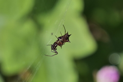 Micrathena swainsoni