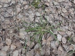 Oryzopsis asperifolia