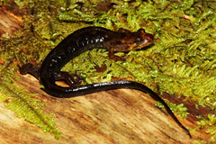 Desmognathus imitator