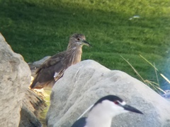 Nycticorax nycticorax