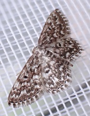 Scopula inscriptata