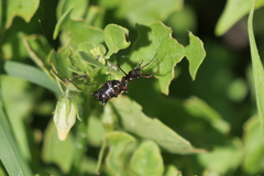 Micrathena swainsoni