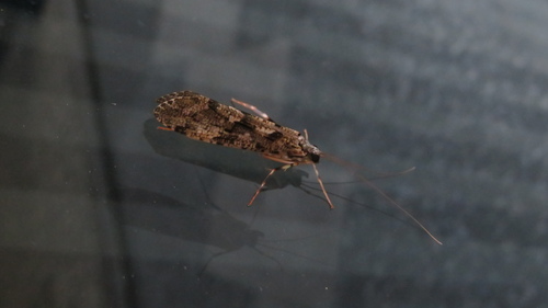 Stenopsyche marmorata photo 5