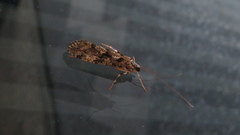 Stenopsyche marmorata