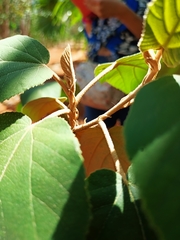 Helicteres baruensis