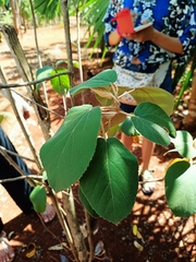 Helicteres baruensis