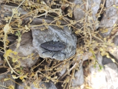 Chalcophorella stigmatica