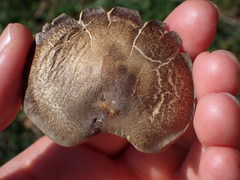 Lentinus substrictus