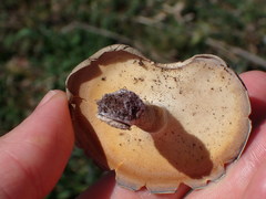 Lentinus substrictus