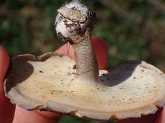 Lentinus substrictus