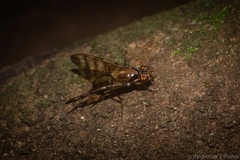 Euphranta numeralis
