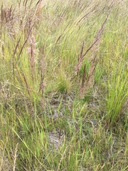 Agrostis exarata