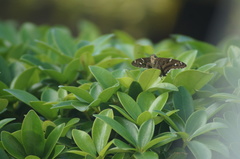 Urbanus proteus