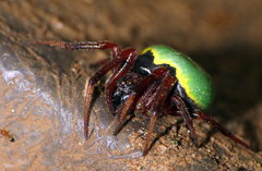 Araneus apricus
